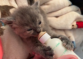 Caring for orphaned neonatal kittens is hard work at Arlington's Kitten College.