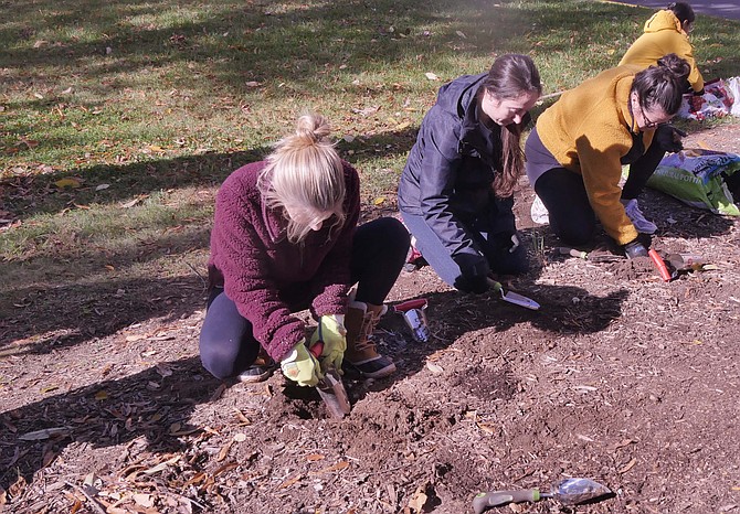 A group from McLean Bible Church plants a variety of daffodils as part of a six-phase restoration of the outdoor space.