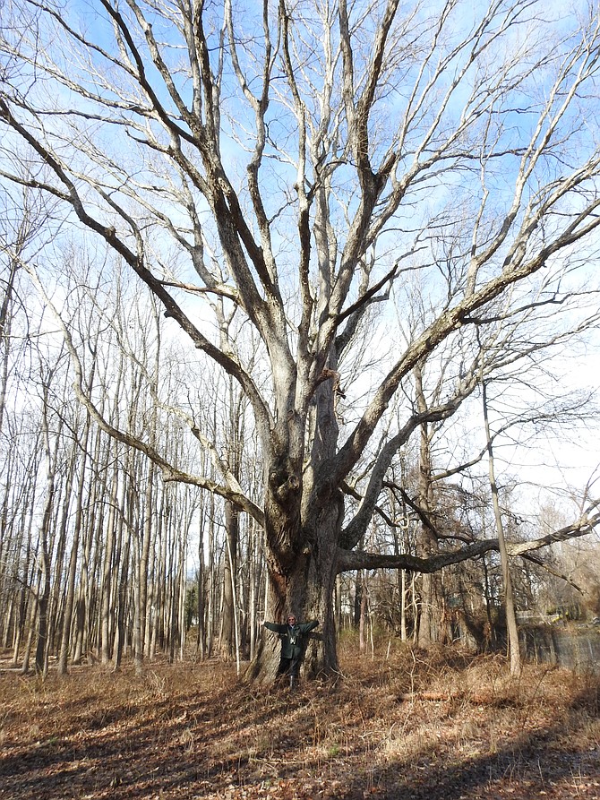 Cathy Ledec and a swamp chestnut oak tree in Huntley Meadows Park.