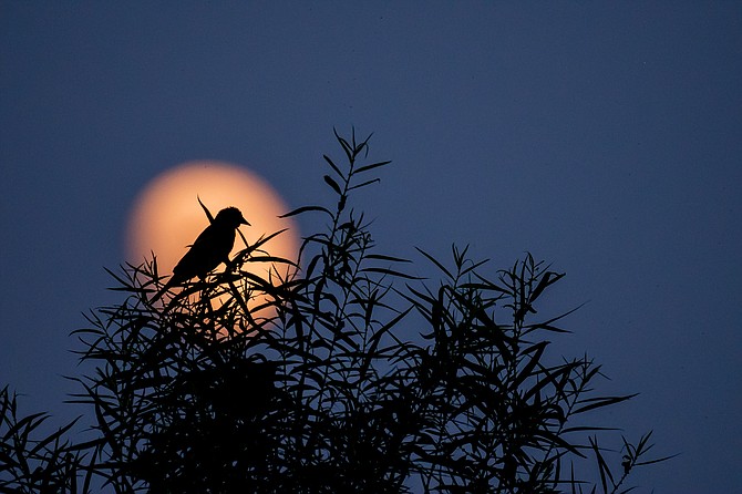 "Summer Moon Silhouette," bird by Luis Fernando Pinzon,