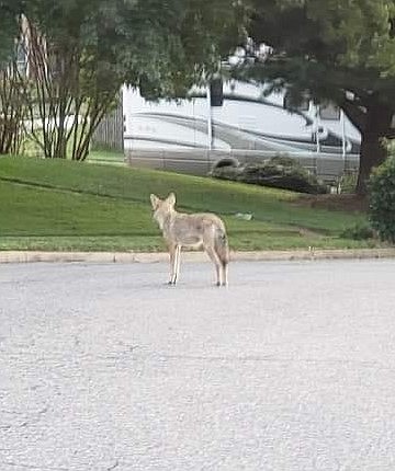 Coyotes are spotted everywhere around the county.