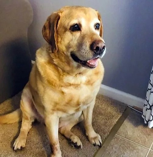 Sunny, 9, is "up for anything, like swimming and long walks, and has lived happily with children and the commotion they bring." https://www.lab-rescue.org/seniors