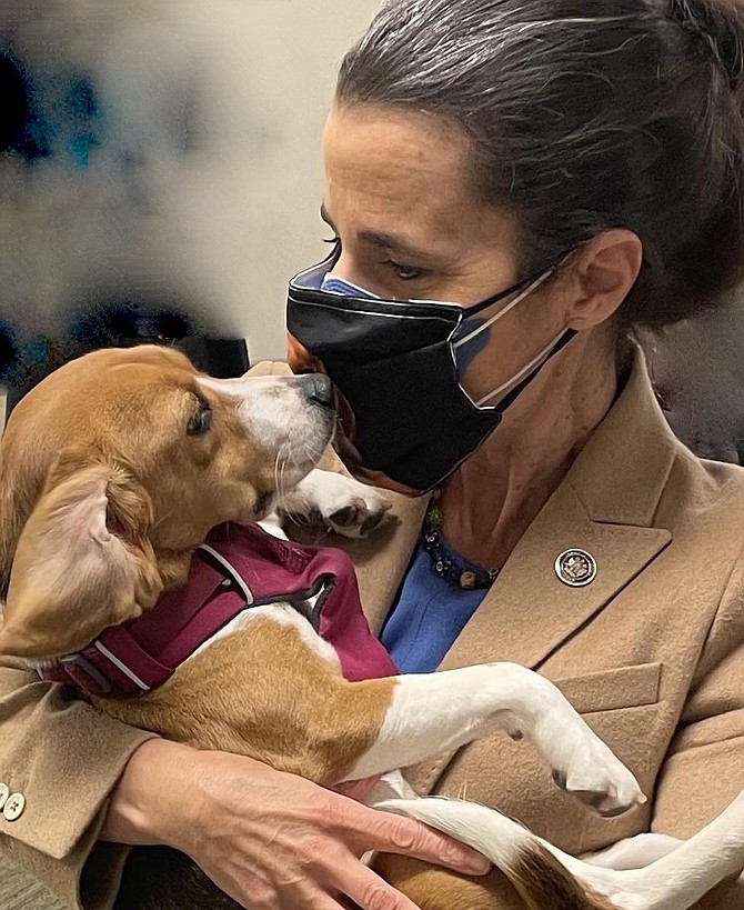Sen. Jennifer Boysko shares a moment with Tannis, a research Beagle surrendered to Richmond SPCA, which found her a loving home.