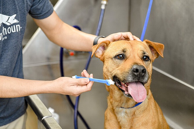 This dog is getting her teeth brushed. Photo Courtesy of Domino Arts Photography