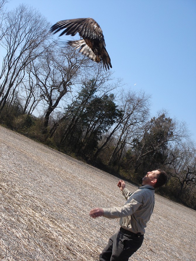 Jeff Cooper releasing the bald eagle.