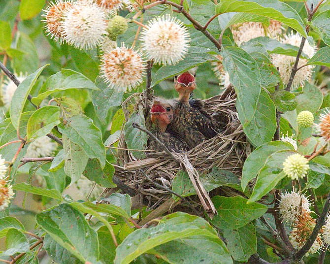 Bird nesting comes alive