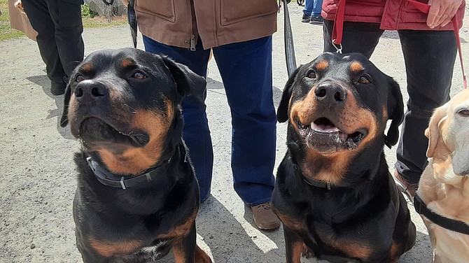 Junior and Duke, two therapy dogs.