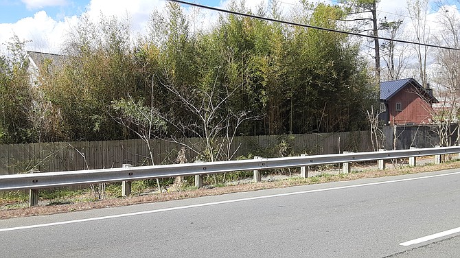 Along Rolling Road, a backyard is full of bamboo