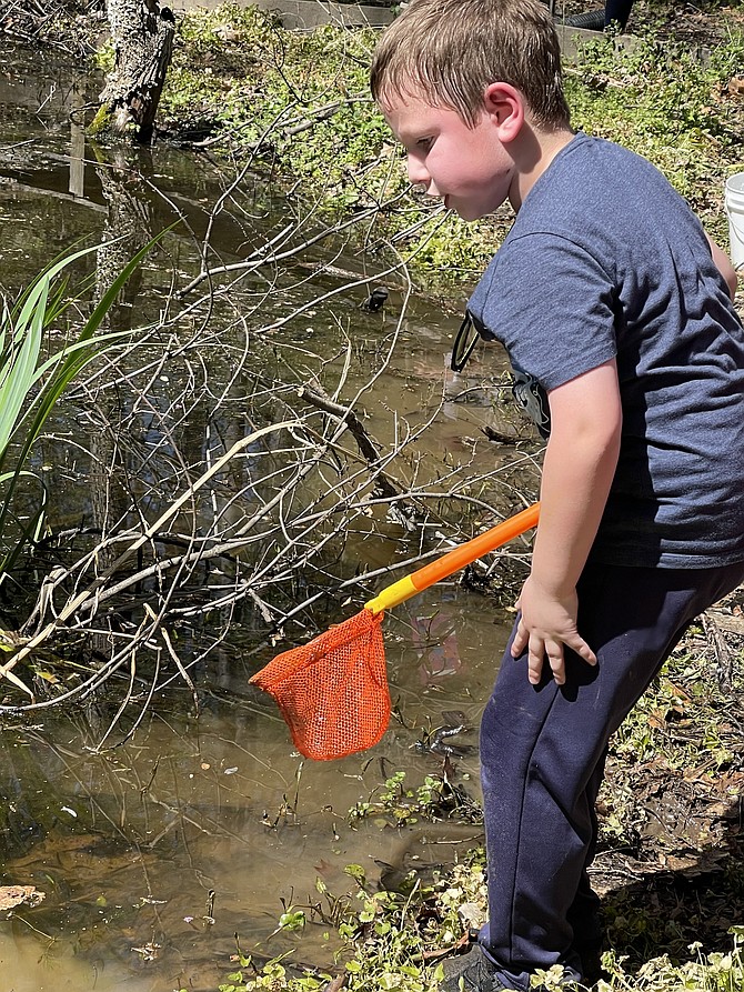 Declyn O’Connor fills his white bucket with tadpoles and lots of spiders.