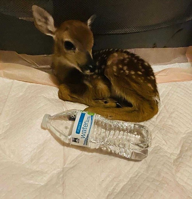 Most calls about deer to the Animal Welfare League of Arlington are concerns about fawns. Here an animal control officer feeds a rescued fawn.