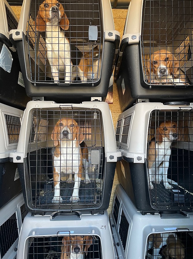 Beagles released from Envigo research breeding facility on their way to adoptions in March this year in accordance with Virginia’s revised law