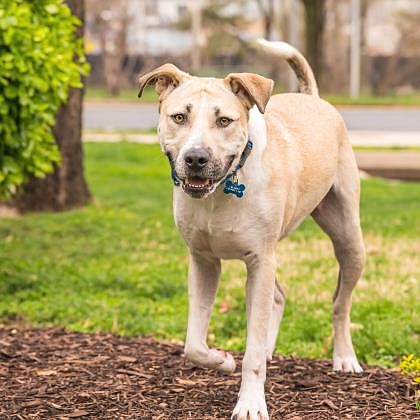 Adoptable, endearing  Orlando.