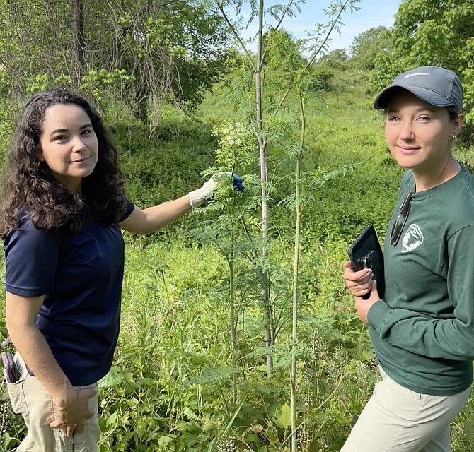 County Invasive Management Area Program manager Patricia Greenberg and intern Linnea Stewart assess an area of poison hemlock plants to develop a treatment plan