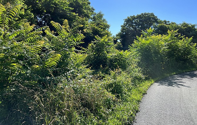 What’s wrong in this picture? Unnoticed by most walkers on this pleasant trail in Laurel Hill Park’s Central Green area, the invasive plant, Tree of Heaven, is at work excluding native trees on which native insects and birds depend.