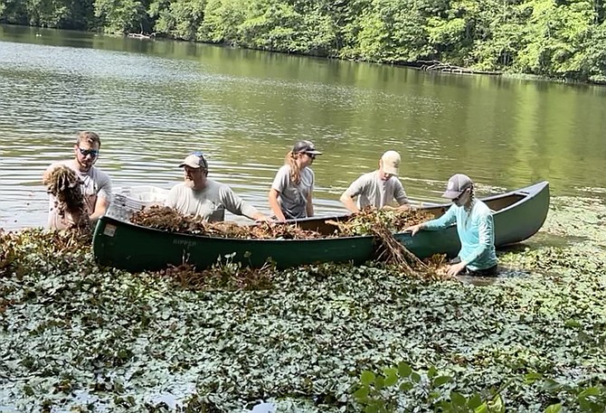 Byrce Sayre, John Harris, Alicia Simmer, Thomas King, and Kirsten Bauer pull and load plants into a canoe to more easily transport the plants to shore for destruction.