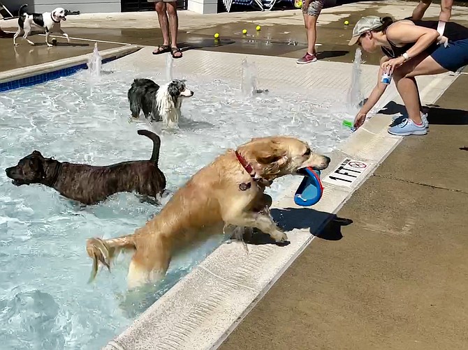 Triumphantly, Luna exits at the shallow end, wags her tail and heads to her human.