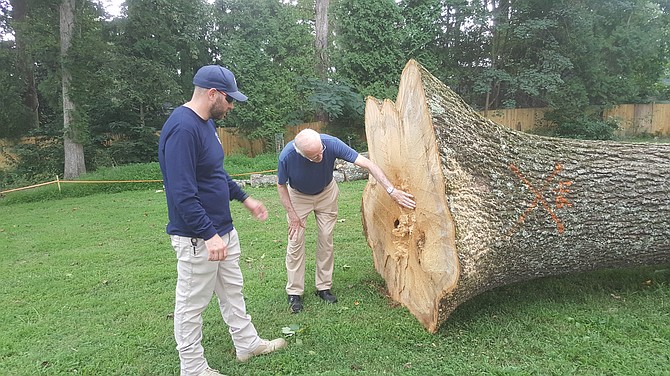 Jerry Peters, environmental and parks committee member of the Great Falls Citizens Association and Michael Cardona, FCPA, inspect the tree.