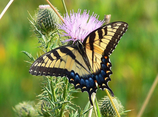 Eastern Tiger