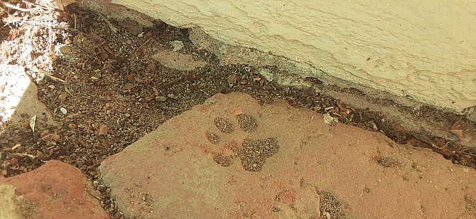 A cat from the1800s was wandering around and stepped on the bricks before they were completely dry.