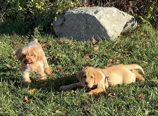 For the best chance of purchasing healthy, well-adjusted puppies, like Frankie and Bogey, animal welfare watchdog group, “Bailing Out Benji” recommends visiting the property to check conditions of the property and parents.