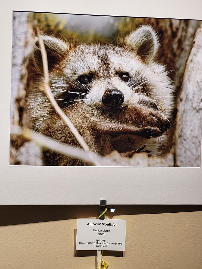 Raccoons aren’t pictured frequently with their babies in their mouth.