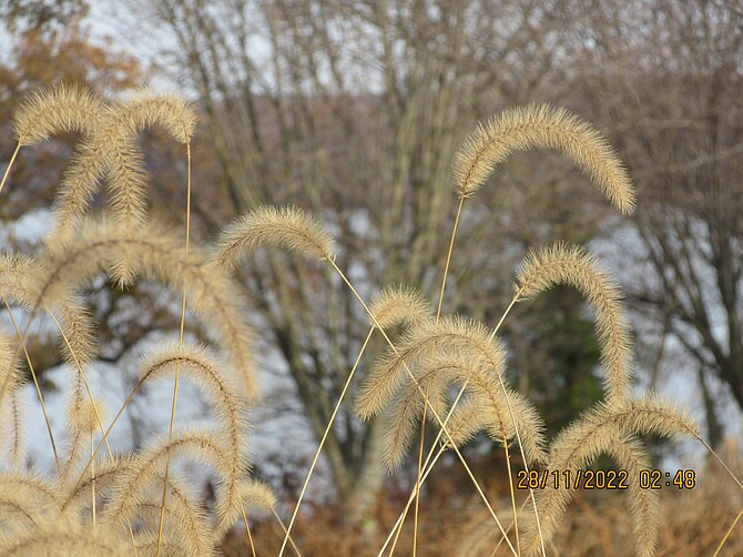 Japanese or nodding bristlegrass shimmers in the breeze
