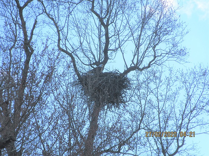 Bald eagle perched on its nest in Dyke Marsh.