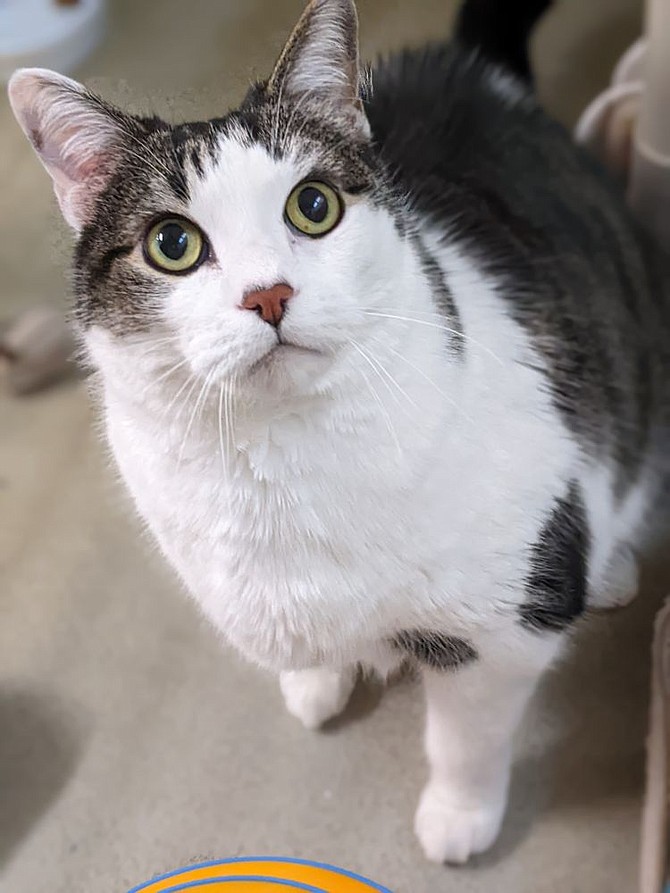 A clever cat named Jazz learned several tricks while at the AWLA, but his excess weight may have slowed his adoption. Photo by Animal Welfare League of Alexandria