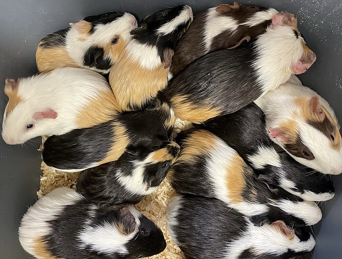 Fourteen young guinea pigs found abandoned in the park will soon be available for adoption