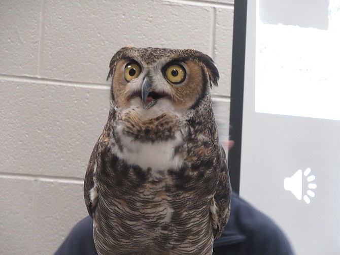 A great horned owl.