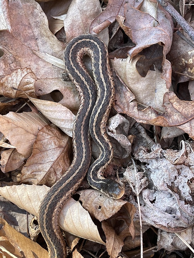 The Eastern Garter Snake should always be welcome in the garden; they eat slugs, snails, earthworms, insects plus small mammals like mice moles, voles and chipmunks.  They grow to 20-to-30 inches long.