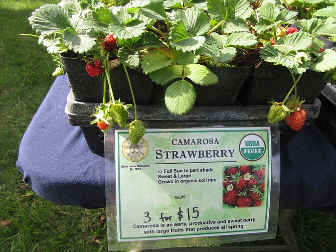 Radical Roots sold Camarosa strawberry plants.