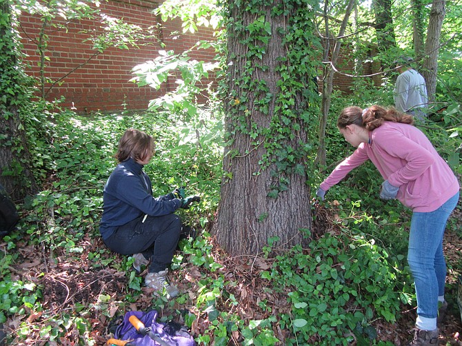Sophie Lankin and Clara Hyatt paired up to remove ivy from a tree.