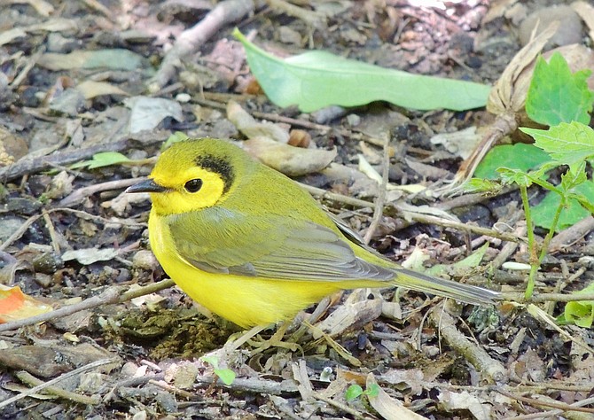 Hooded warbler, one of 35 possible warbler species at Monticello Park