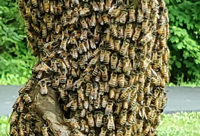 To make room for more bees, a swarm of as many as half the bees in an established hive might set off in search of a new home.