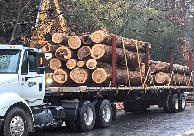 Some of the 86 mature canopy trees removed from the Donaldson Run Trib B stream being hauled away.