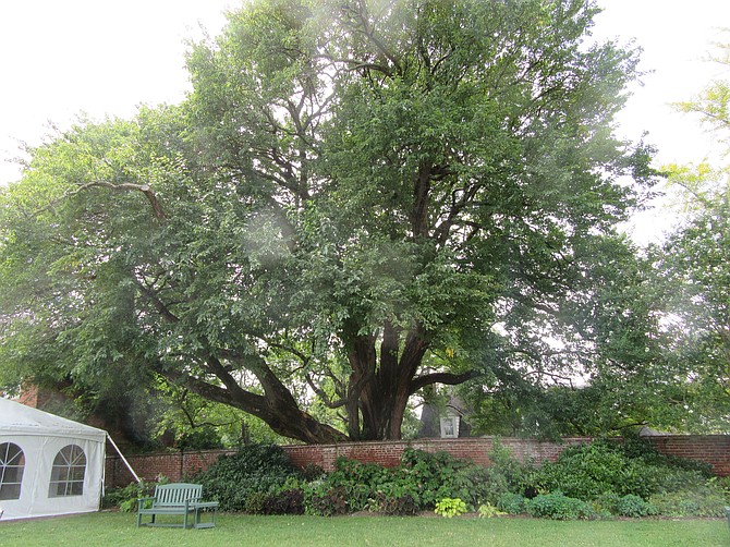 The Osage orange tree (Maclura pomifera) at River Farm is at least 200 years old. It is on the Virginia Big Tree Register.
