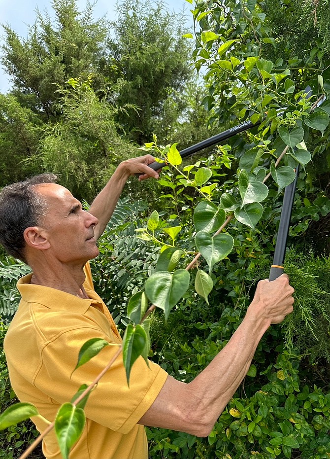 Supervisor Dan Storck, Mount Vernon District, shows interest in doing more to eliminate invasive vines attacking area trees.