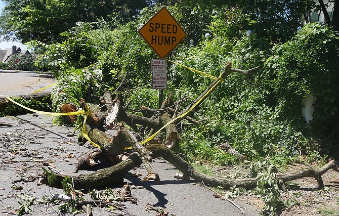 The speed hump is obscured by trees snapped and uprooted along a block of Highland Street in Lyon Village which was hit hard by the storm.