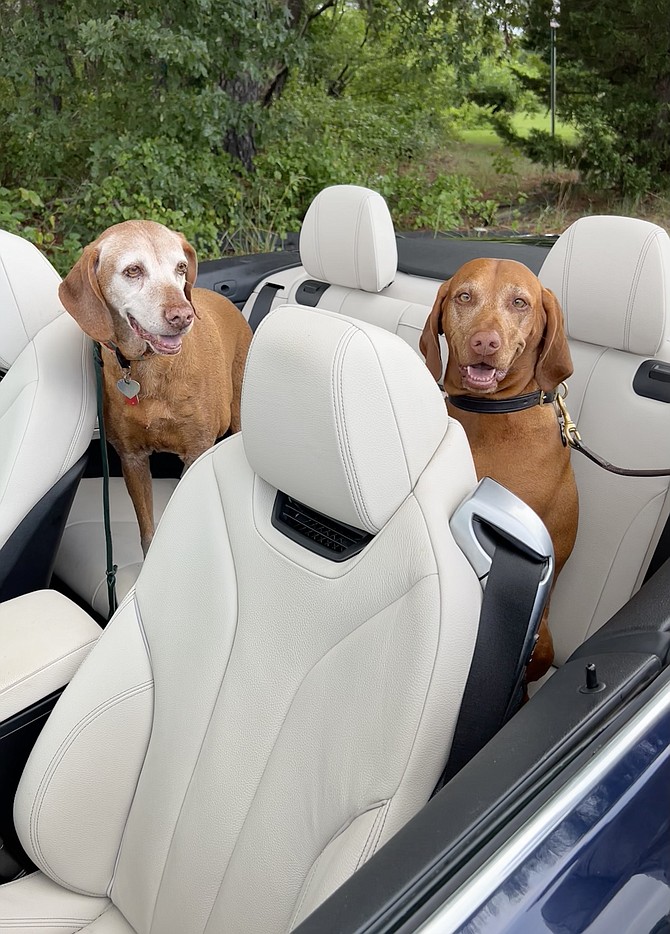 Tia, of Springfield, and Olive, of Alexandria, can enjoy the thrill of the ride without worry about flying ears or mussed hair… of course, they aren’t actually moving, just looking pretty.