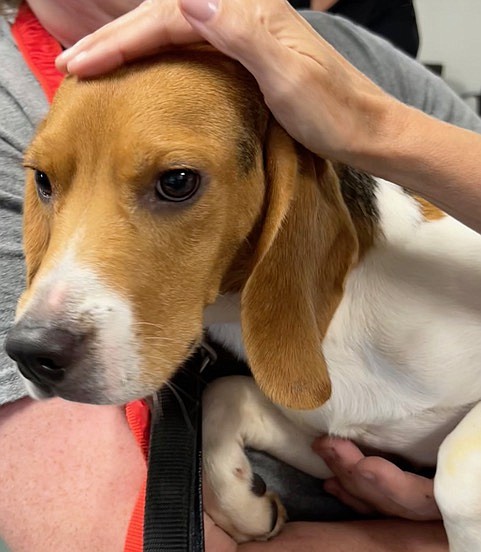 Next stop, the arms of many well-meaning strangers, as beagles arrived at partnering rescue organizations.