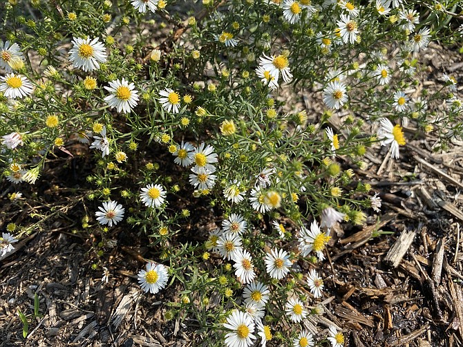 Asters, (Asteraceae) from the Greek word for “star”, with five families and over 170 composite species; 25 found in Virginia. It’s daunting to try to identify the specific species along our trails, like these Hairy White Oldfield Asters (Symphyotrichum pilosum). But insects find their way in great numbers to the small daisy-like flowers, visited by a large variety of bees, bumblebees, butterflies, moths, wasps, beetles and flies.