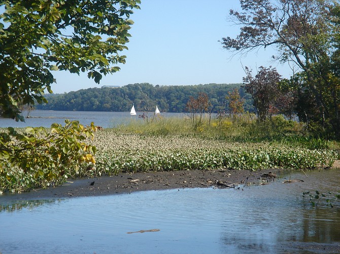At the height of summer, wetland plants like spatterdock are visible from the parkway in Dyke Marsh