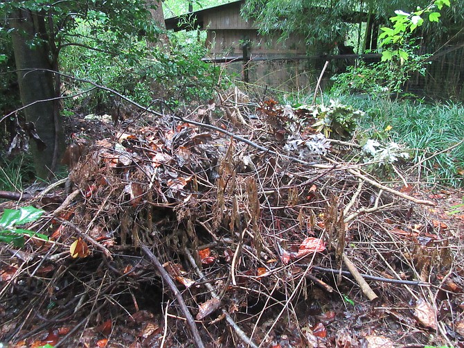 A brush pile supports many wildlife species.