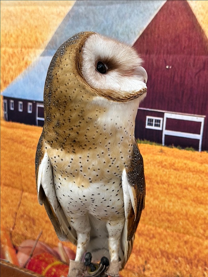 Olive, a captive bred, 3-year-old Barn Owl, poses in front at a photo booth showing the farmland and barn environment ideal for her species