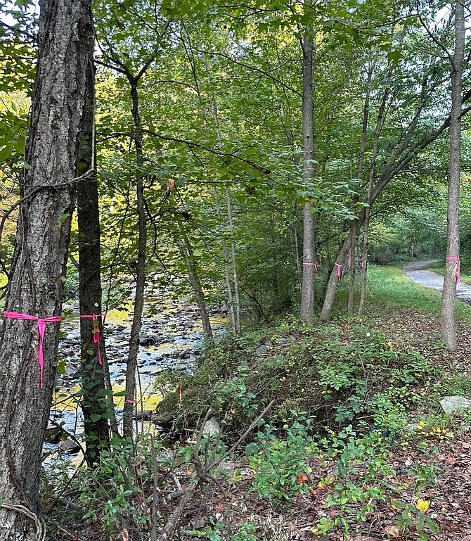 Design survey work flags and tags trees within the work zone to measure any environmental impact