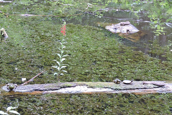 Habitat: Bullfrog, painted turtles, watersnakes and cardinal flower.