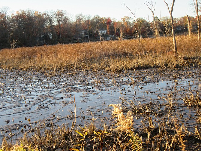 Little Hunting Creek wetlands on Nov. 18, 2023