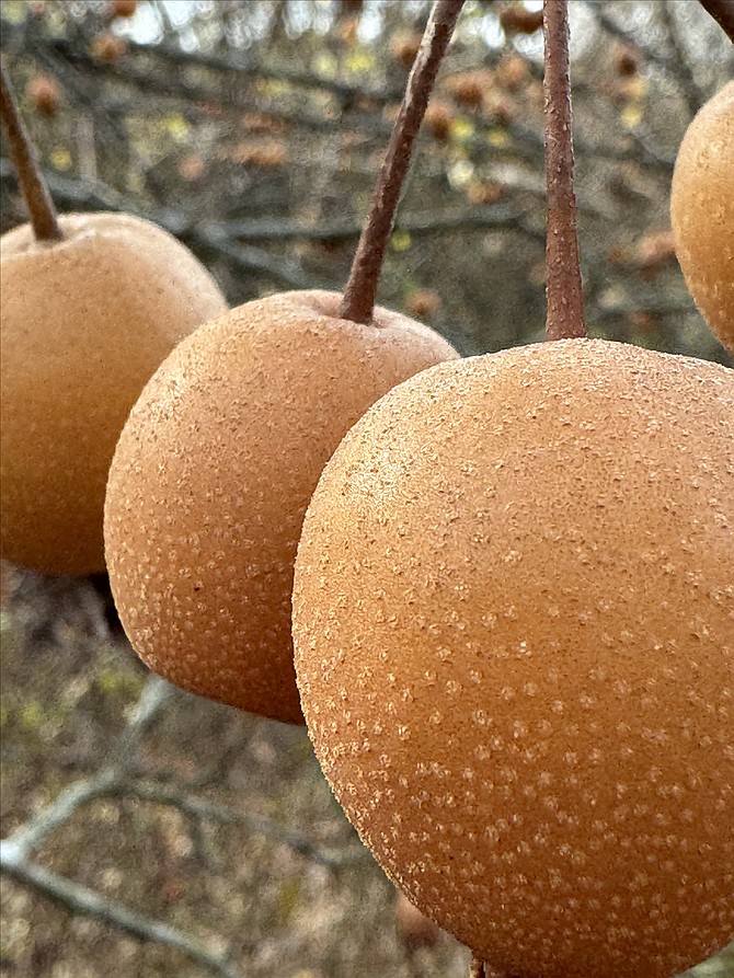 Fruit of this invasive Callery Pear tree (Pyrus calleryana), looks like large globe balls on a holiday tree, though not usually found are large and juicy as these located in an area park.