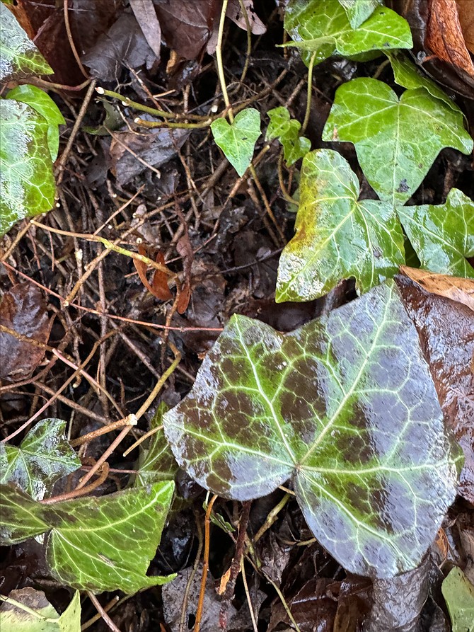 Evergreen ground cover and vine, English Ivy was commonly used in area gardens, but has escaped to attack and endanger native trees. It also attracts rats and mosquitoes.